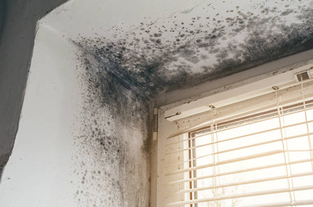 Affordable Black Mold Remediation solutions in Flinton, PA